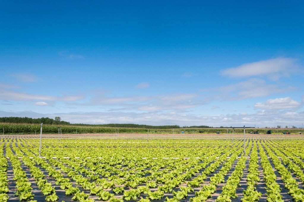 Rural Farming Vaughan Ontario